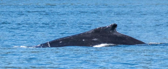 Humpback whale BCZ0575 “Chi” by Sinclair Island