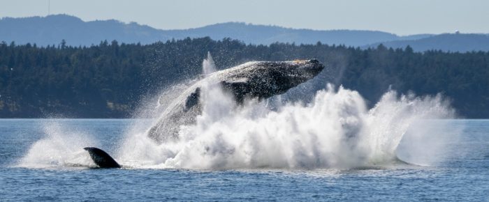 Orcas T123’s and T124A4’s followed by 3 Humpbacks with breaches and chin slaps