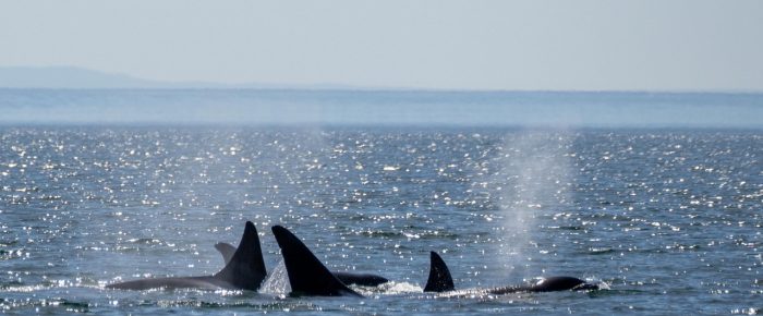 Biggs/Transient Orcas T117A, T117B’s and T172 come in through Cattle Pass