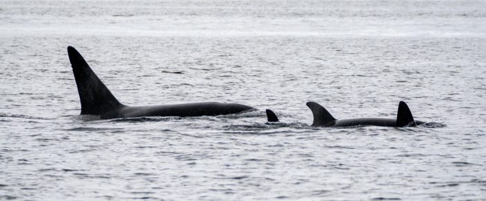 Orcas T49A1 with T49C plus T36A’s and T69D’s in Haro Strait