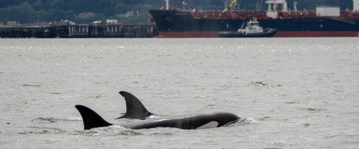 Orcas T99’s and T123’s by Guemes Island Orcas T99’s and T123’s by Guemes Island