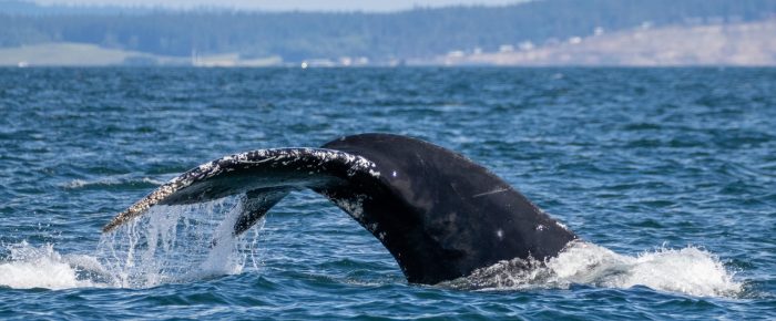 A Gray whale, Orcas, Humpbacks, Puffins, Seals, Sea lions and more A Gray whale, Orcas, Humpbacks, Puffins, Seals, Sea lions and more