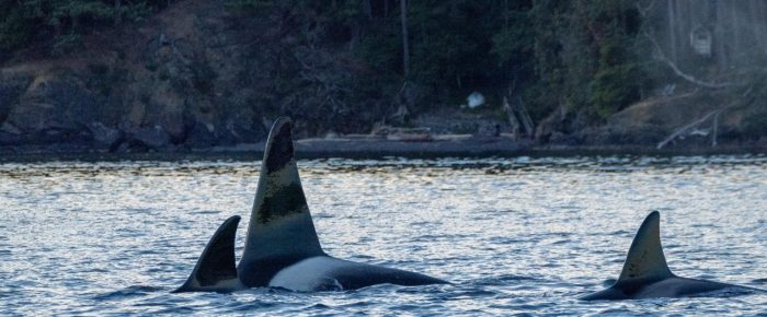 Orcas T123’s come inter-island Orcas T123’s come inter-island