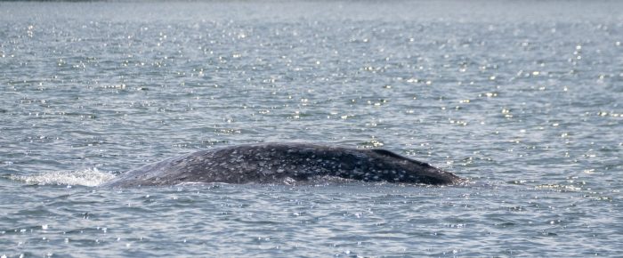 Gray whale CRC-2702 near Shoal Bight Gray whale CRC-2702 near Shoal Bight