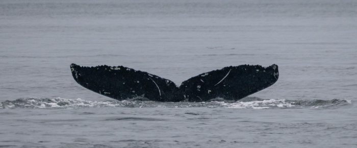 Humpback whale BCX1800 “Gretszky” followed by Orcas T123’s in Rosario Strait