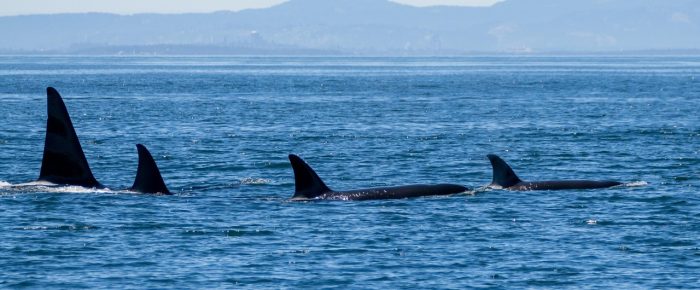 Orcas T123’s by Cattle Pass followed by Orcas T100’s near Wasp Islands Orcas T123’s by Cattle Pass followed by Orcas T100’s near Wasp Islands