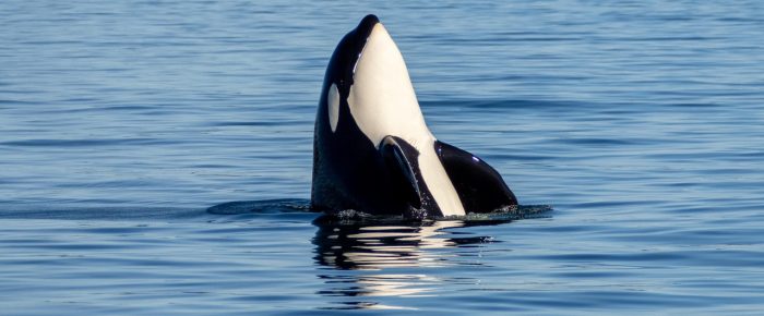 Stunning views of the T100’s orca family under Pt Disney Stunning views of the T100’s orca family under Pt Disney