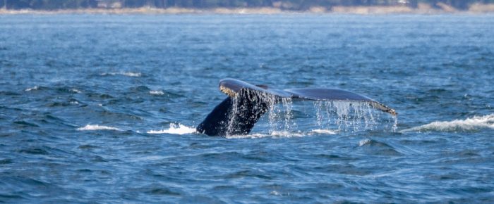 Humpback Whales BCY1186 ‘Velvet’ & BCX2485 ‘Vector’
