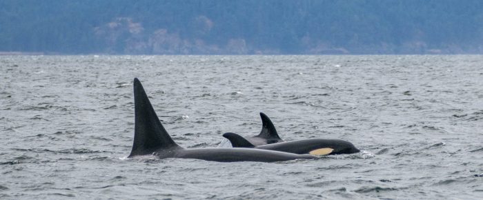 Orcas T65B’s with T124A4’s in Boundary Pass