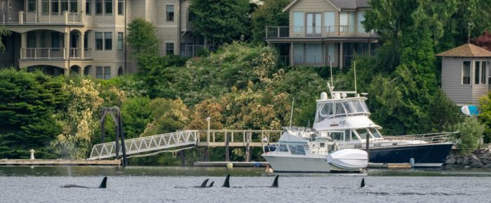 Orcas T49A’s and T65B’s in Wasp Passage