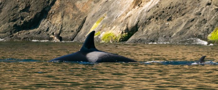 Humpback whale BCX1800 ‘Gretzky’ followed by Orcas T49A’s