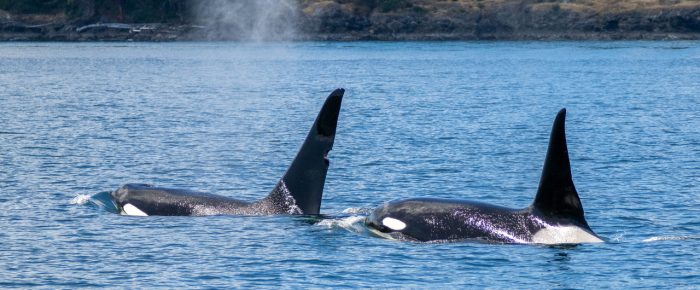 Biggs/Transient Orcas T125A and T128 come inter-island