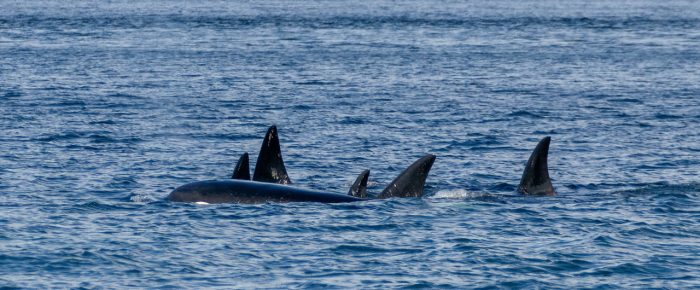 Orcas T75B’s, T77D, T125A and T128 outside Friday Harbor