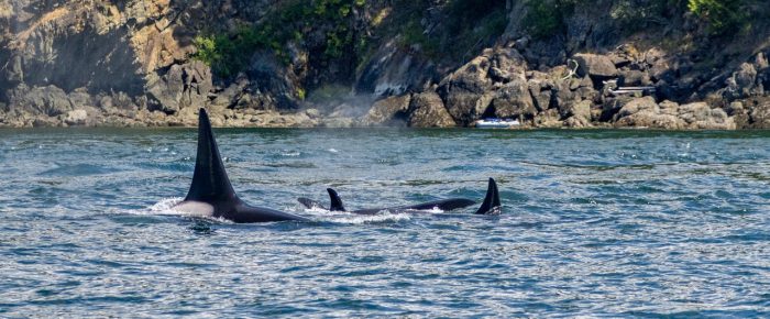 Orcas T65B’s in President Channel Orcas T65B’s in President Channel