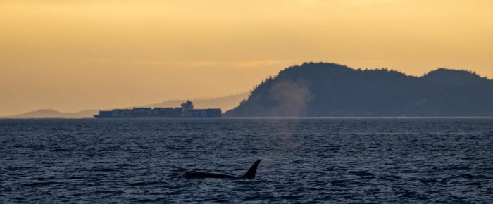 Sunset sail with Orcas T65B’s Sunset sail with Orcas T65B’s