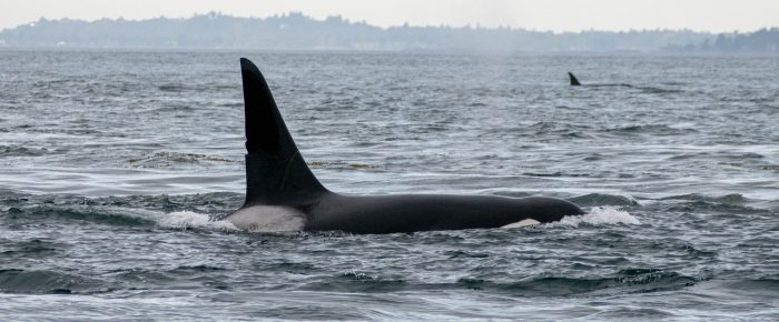 Circumnavigating San Juan Island seeing Orcas T49A1 followed by T46B’s and T49C