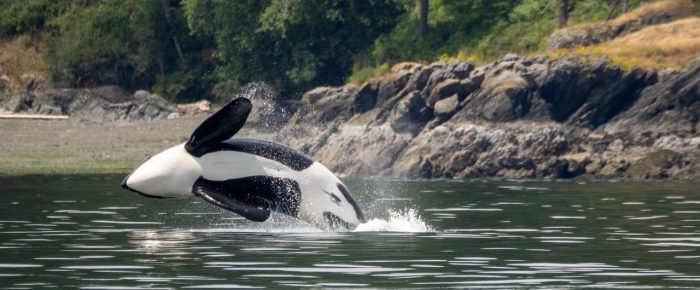 Orcas T99’s hunting near East Sound