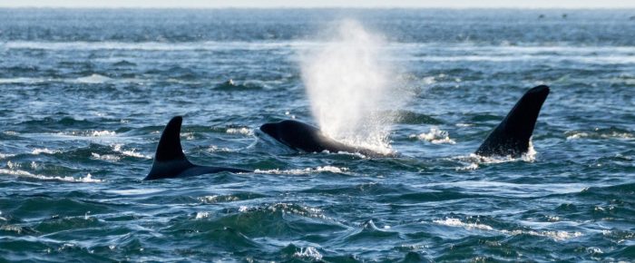 Orcas T100’s southbound San Juan Channel to Cattle Pass Orcas T100’s southbound San Juan Channel to Cattle Pass