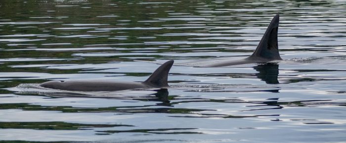 Orcas T49A’s by Lummi and T77C and T77E by Low Island
