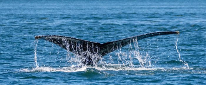 Humpback Whale BCX2473 ‘Kiarra Kelly’ inter-island