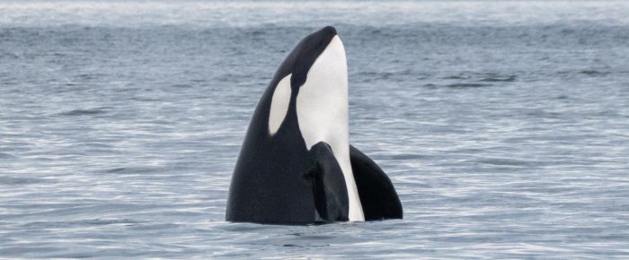 Humpback whale BCX1057 “Divot” and her 2026 calf followed by Orcas T123’s Humpback whale BCX1057 “Divot” and her 2026 calf followed by Orcas T123’s