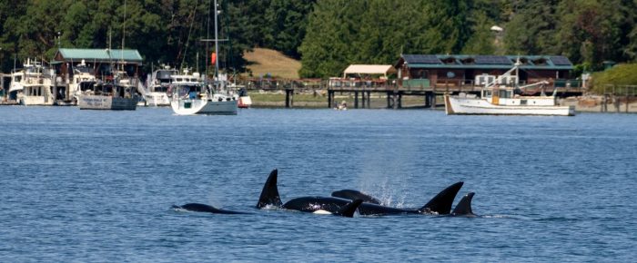 Orcas T46B’s come inter-island and orcas T100’s and T101’s come down San Juan Channel Orcas T46B’s come inter-island and orcas T100’s and T101’s come down San Juan Channel