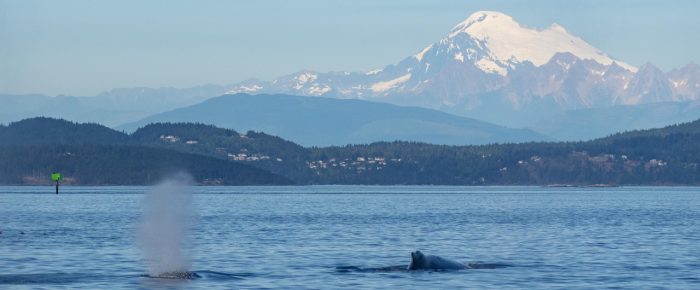 Trio of Humpback Whales: BCX1702 ‘Uluka’, BCX2473 ‘Kiara Kelly’ and BCY1014 ‘Poptart’ Trio of Humpback Whales: BCX1702 ‘Uluka’, BCX2473 ‘Kiara Kelly’ and BCY1014 ‘Poptart’