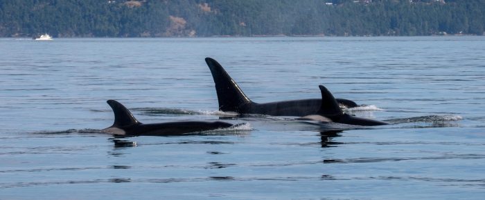 A trio of Humpbacks Orion, Gibbous and Split Fin followed by Orcas T100’s A trio of Humpbacks Orion, Gibbous and Split Fin followed by Orcas T100’s