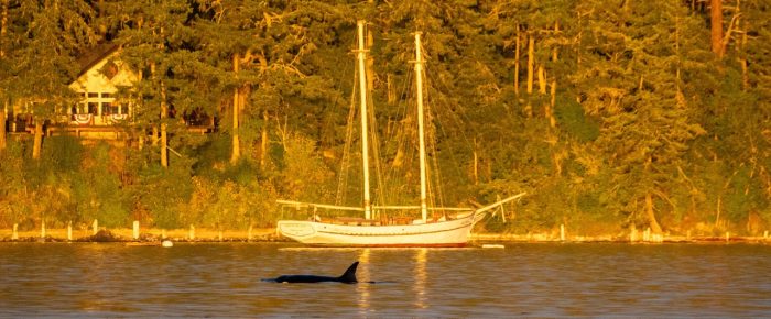 Sunset sail with Orcas T100’s passing Friday Harbor