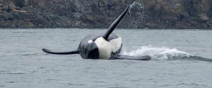 Orcas T37A’s, T37B’s and T123’s come inter-island