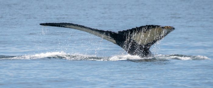 Humpback whales BCY1022 ‘Scratchy’ and BCZ0414 ‘Zephyr’ near Turn Point Humpback whales BCY1022 ‘Scratchy’ and BCZ0414 ‘Zephyr’ near Turn Point