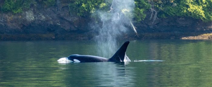 Circumnavigating San Juan Island to see Orcas T100’s Circumnavigating San Juan Island to see Orcas T100’s