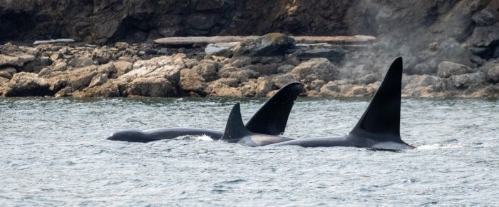 Biggs/Transient Orcas T19’s in East Sound Biggs/Transient Orcas T19’s in East Sound