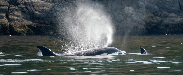 Epic day with Orcas – T19’s, T35A’s, and T49A’s Epic day with Orcas – T19’s, T35A’s, and T49A’s