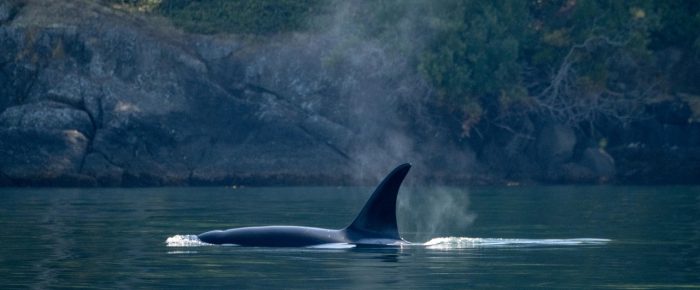 Biggs/Transient Orcas T49A’s circling Stuart Island Biggs/Transient Orcas T49A’s circling Stuart Island