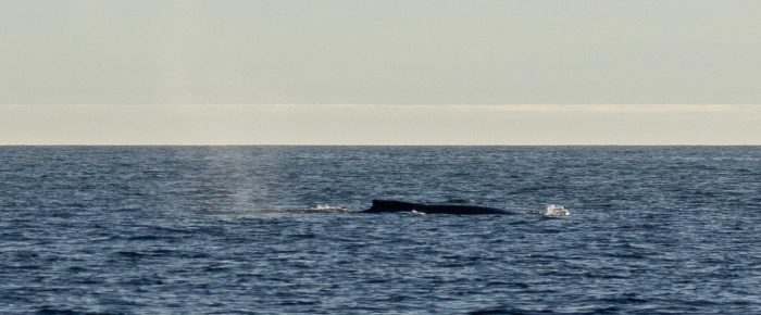 Humpback whale near Smith Island and a beautiful sunset
