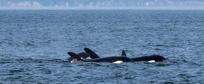 Biggs/Transient Orcas T36A’s followed by T49A’s