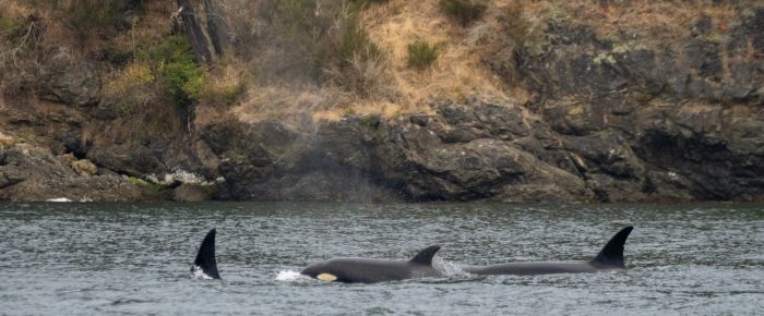 Biggs/Transient Orcas T109A’s Northbound near Friday Harbor Biggs/Transient Orcas T109A’s Northbound near Friday Harbor
