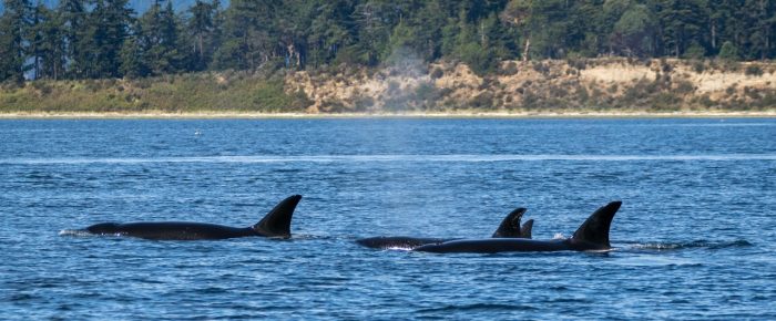 Biggs/Transient Orcas T49A’s President Channel Biggs/Transient Orcas T49A’s President Channel