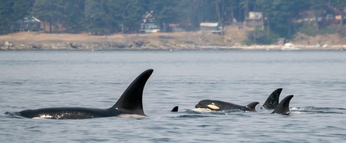 Biggs/Transient Orcas T49A’s in Spieden Channel