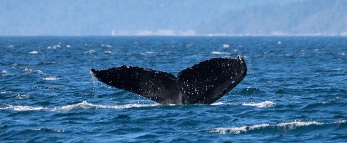 Humpback Whale BCX1700 “Notcho” plus Southern Resident J & K Pod Orcas Humpback Whale BCX1700 “Notcho” plus Southern Resident J & K Pod Orcas