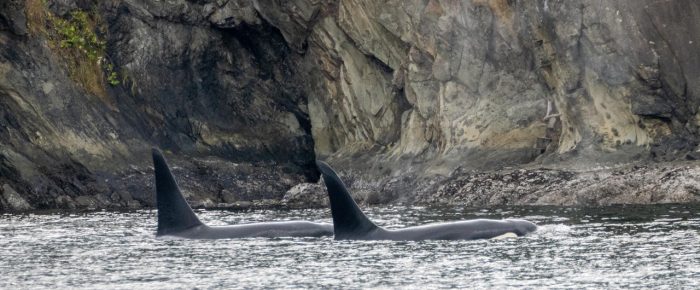 Biggs/Transient Orcas T60D and T60E by Sidney Biggs/Transient Orcas T60D and T60E by Sidney