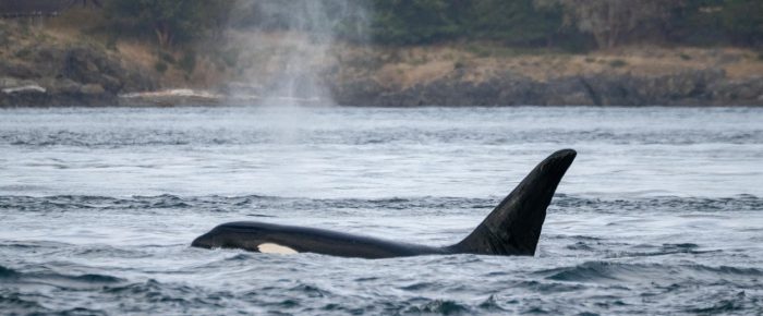 Biggs/Transient Orcas T100’s and T101’s pass Friday Harbor