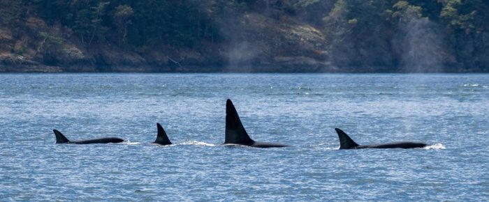 Biggs/Transient Orcas T60’s in San Juan Channel