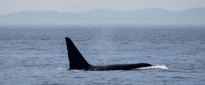 Biggs/Transient Orcas T36’s and T137A westside San Juan Island Biggs/Transient Orcas T36’s and T137A westside San Juan Island