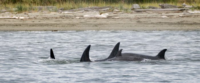 Biggs/Transient Orcas T109A’s by Sidney, BC and Mandarte Island Biggs/Transient Orcas T109A’s by Sidney, BC and Mandarte Island