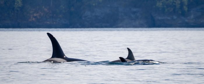 Biggs/Transient Orcas T49A’s Waldron to Spieden
