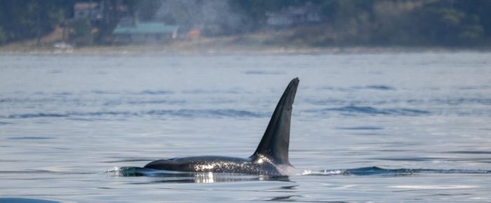 Biggs/Transient Orca T65A3 followed by T49A’s Biggs/Transient Orca T65A3 followed by T49A’s