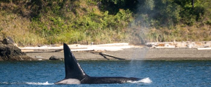 Biggs/Transient Orcas T19’s across the channel from Friday Harbor