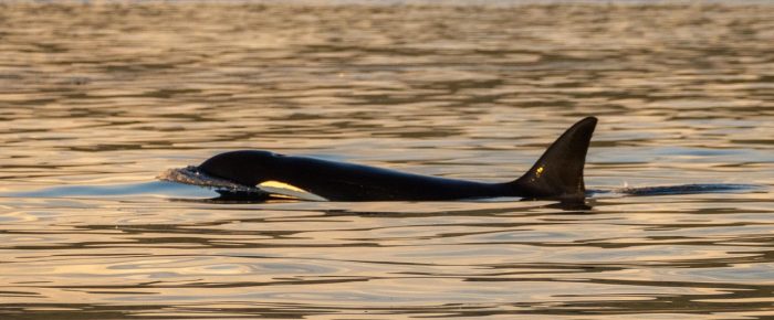Biggs/Transient Orcas T19’s on a short sunset sail Biggs/Transient Orcas T19’s on a short sunset sail